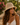 Woman wearing a straw hat and white top in a natural setting with flowers and greenery.